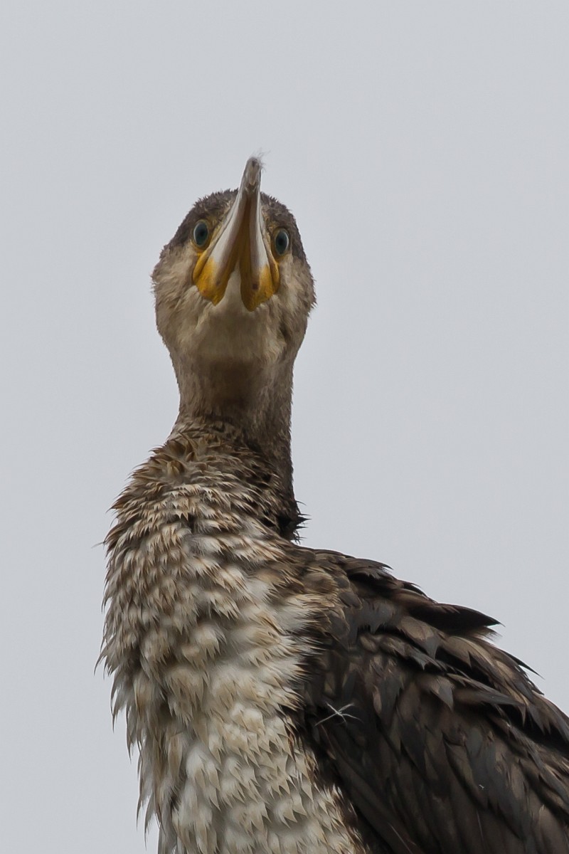 foto: [20180322PV9508]